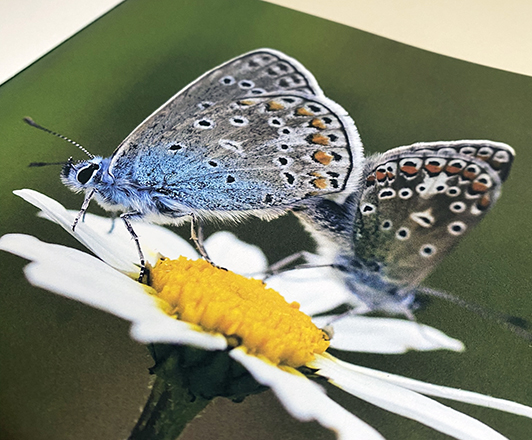 Broschüre - Sielmanns Biotopverbund Ravensburg – Innenansicht