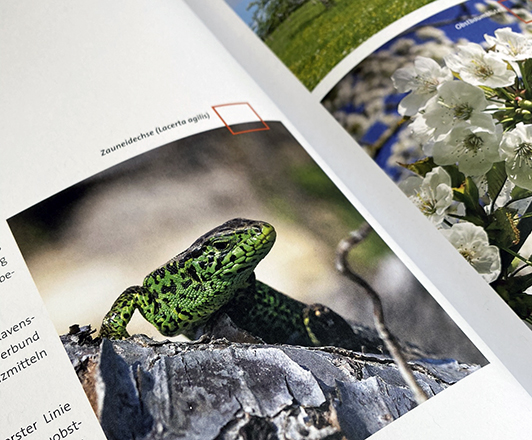 Broschüre - Sielmanns Biotopverbund Ravensburg – Innenansicht