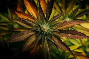 Bio Cycle Cannabis