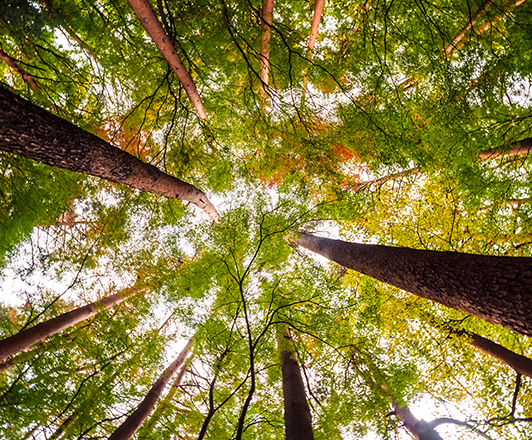 FSC-Blogpost-bild-2